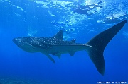Rhindocon typus Requin baleine-Maldives Maamgili beyru-15m-20240426-da-DSC_7120_tn
